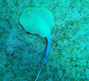 Tauchen in Abu Dabab