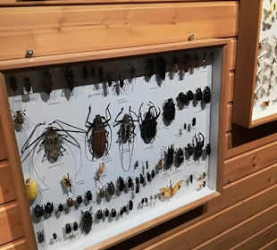 Alpen Wildpark Feld am See