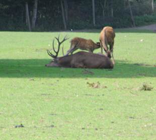 WildparkImpression September 2013