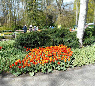 Blumenpracht im Keukenhof