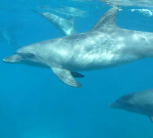 16 Delfine ganz nah