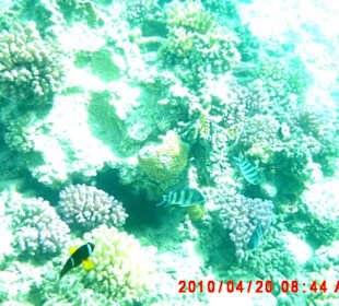 Fische in den Korallen