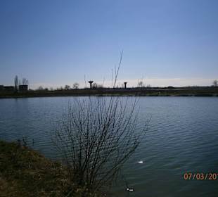 Soon this bush will be green!