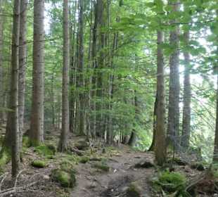 Wunderbare Wanderung am Großen Regen