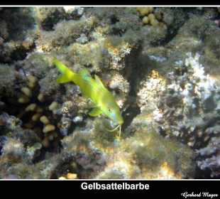 Club Makadi / Makadi bay / Ägypten