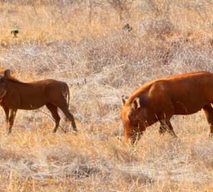 Pumba - bei Bonny "bestellt" und - siehe da 