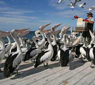 Die Fütterung beginnt