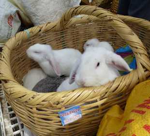 Tierhandel auf dem Markt