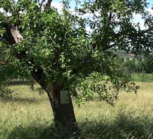 Eduard Lucas Musterobstgarten Mähringen