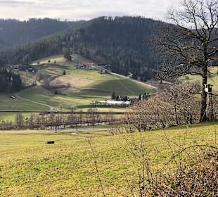 Wandern Bannwald Baiersbronn