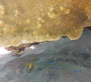 Hotel BEACH Albatros Resort & Spa      