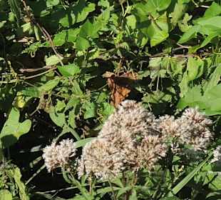 Impression vom Aussichtsturm Moorochse