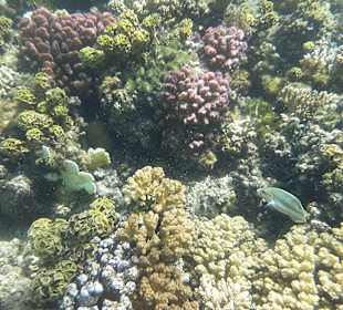 Schnorcheln Abu Soma