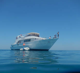 Die Yacht aus der Delfinperspektive 