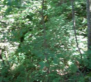 Burgruine Blankenstein