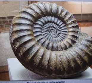 Sehr schöner Ammonit vom GEOPARK