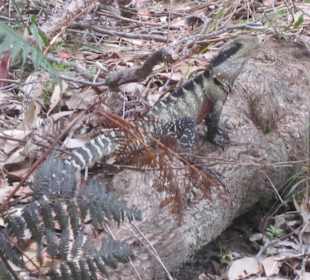 Tierischer Wegbegleiter