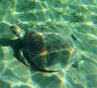 Grüne Meeres - Schildkröte