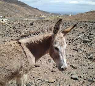 Wilder Esel live auf der Tour