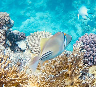 Schnorcheln Marsa Alam