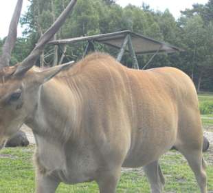 Serengeti Park Hodenhagen