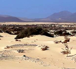 Dünen von Corralejo