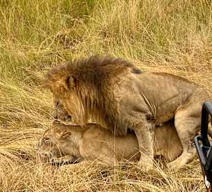 Löwen im Honeymoon