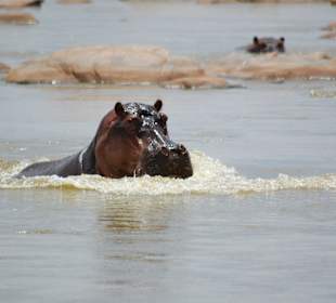 Hippo im Tsavo-Ost