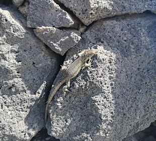Strandpromenade San Telmo