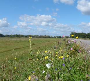 Bunte Blumen am Radweg