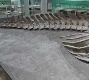 Staatliches Naturkunde Museum