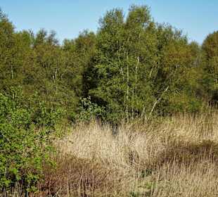 Impressionen vom Schwimmenden Moor