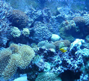 Unterschiedliche Gewächse