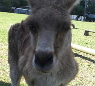 Kangaroo