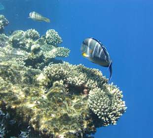 Arabischer - Doktorfisch