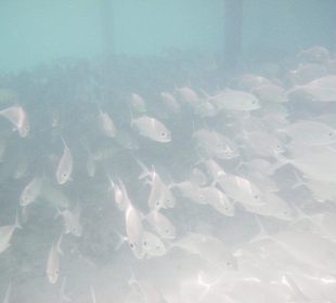 Fischschwarm unter dem Steg