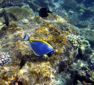 Am Hausriff Athuruga