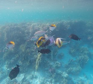 Schnorcheln Marsa Alam