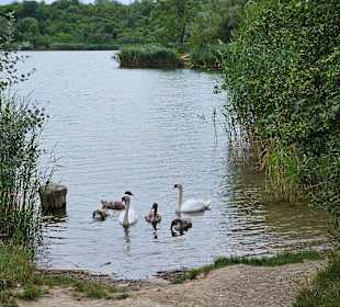 Schwäne am Wienerbergsee