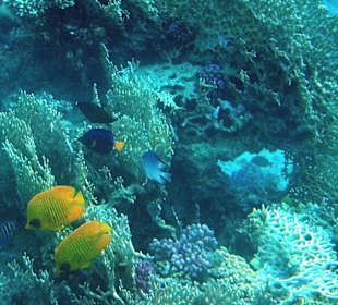 Mit dem iPhone fotografiert