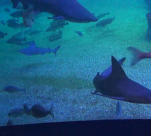 Palma Aquarium