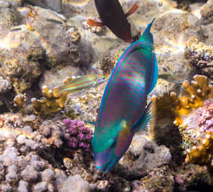 Schöner großer Papageifisch