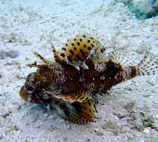 Еще одна из рода опасных рыбок - Hotel Tropitel Sahl Hashees