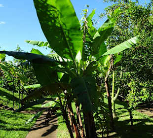 Abteilung für Nutzpflanzen