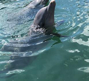Delfinarium Varadero