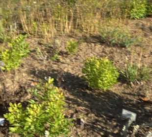 Botanischer Garten