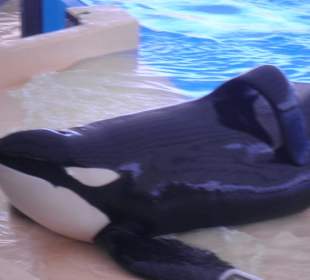 Loro Parque, die Orcas