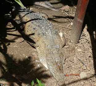 Krododil "Cocos"/ Tropical-River-Tour