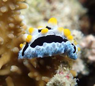 Hausriff Prince John Dive Resort 