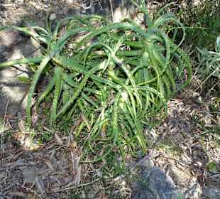 Eindrücke aus dem Jardin Méditerranéen